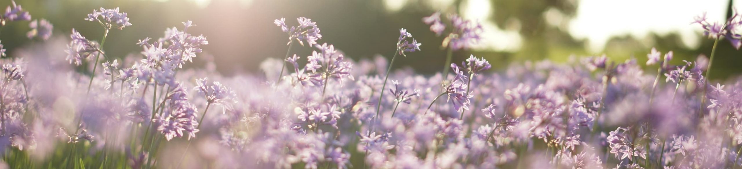 Champ de fleurs violettes baigné de lumière, créant une ambiance paisible et naturelle.